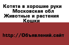Котята в хорошие руки - Московская обл. Животные и растения » Кошки   